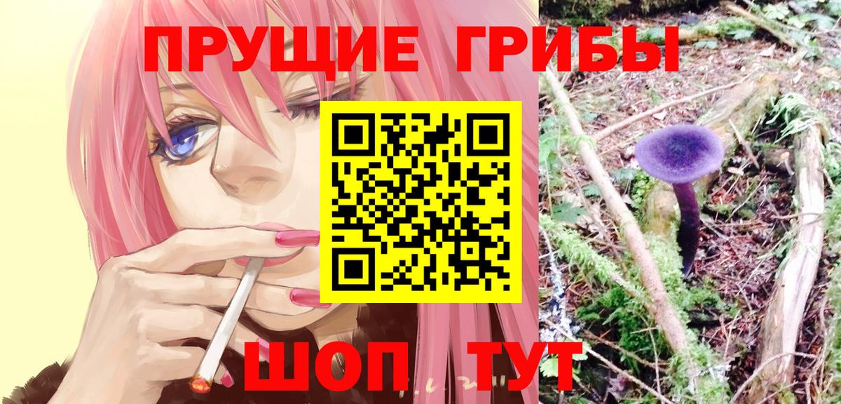 Псилоцибиновые грибы Psilocybe Тамбов